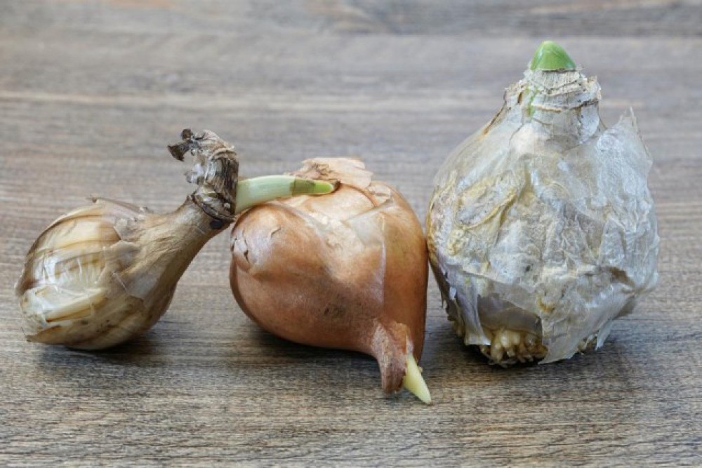 Bollendagen Kwekerij De Kleine Plantage